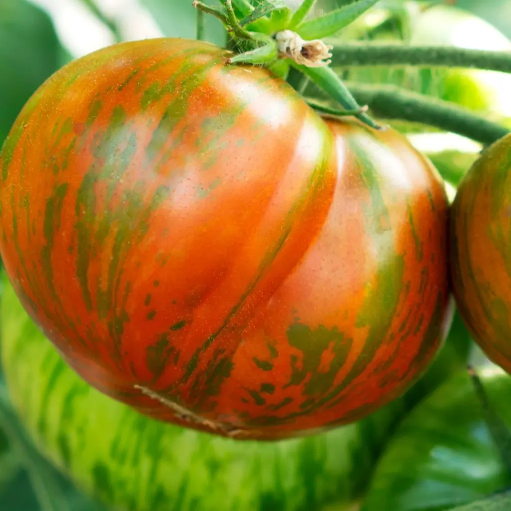 tomato plants in late summer
