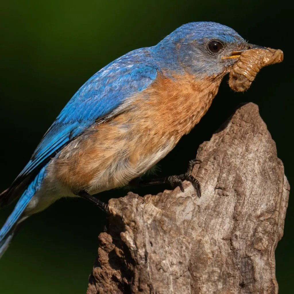 the secrets to attracting bluebirds