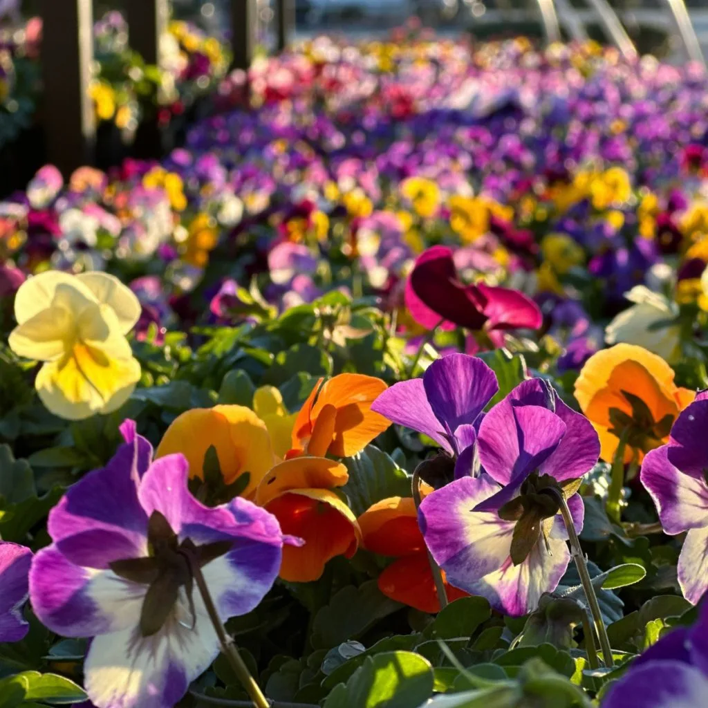 keep pansies blooming strong