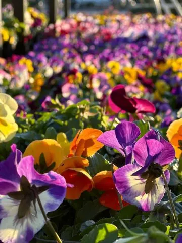 keep pansies blooming strong