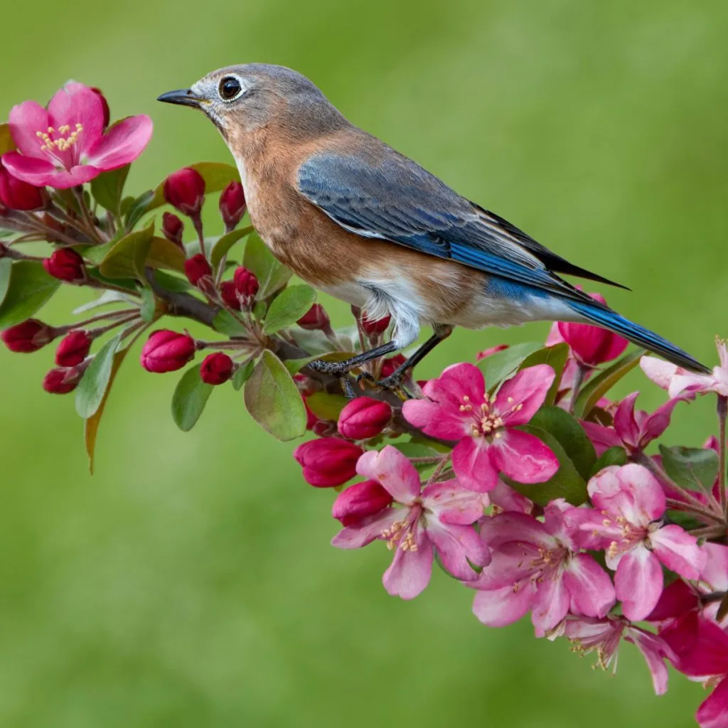 attracting bluebirds