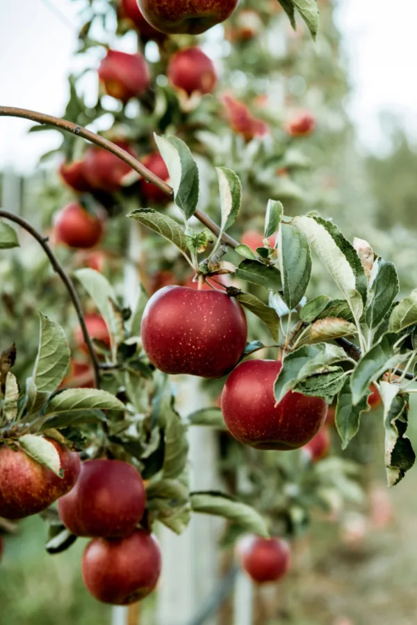 when and how to fertilize fruit trees