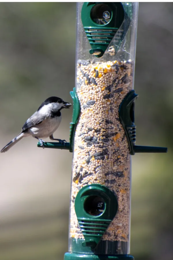 feeder