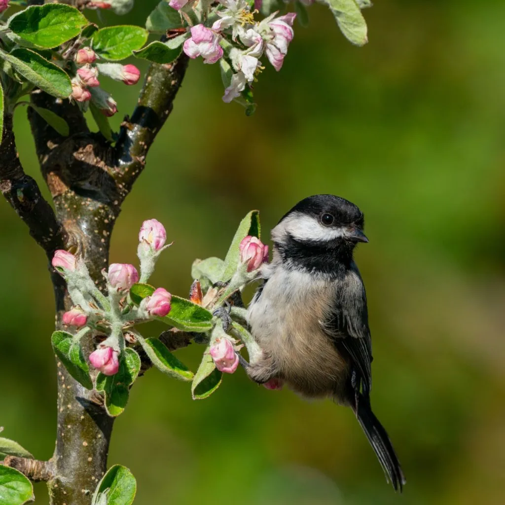 how chickadees help gardens