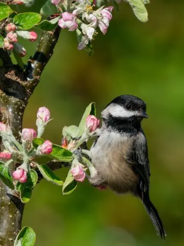 how chickadees help gardens