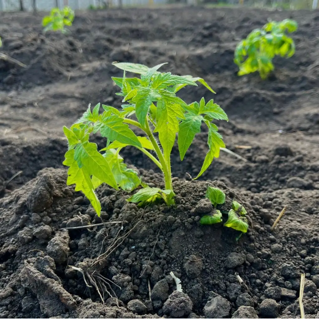 common tomato planting mistakes