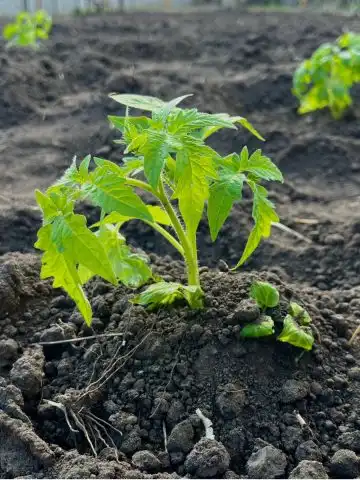 common tomato planting mistakes