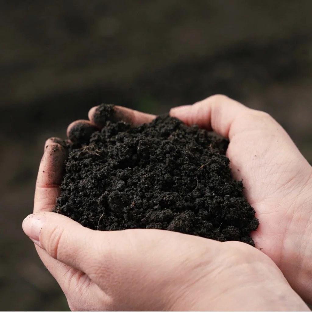 compost for fertilizer