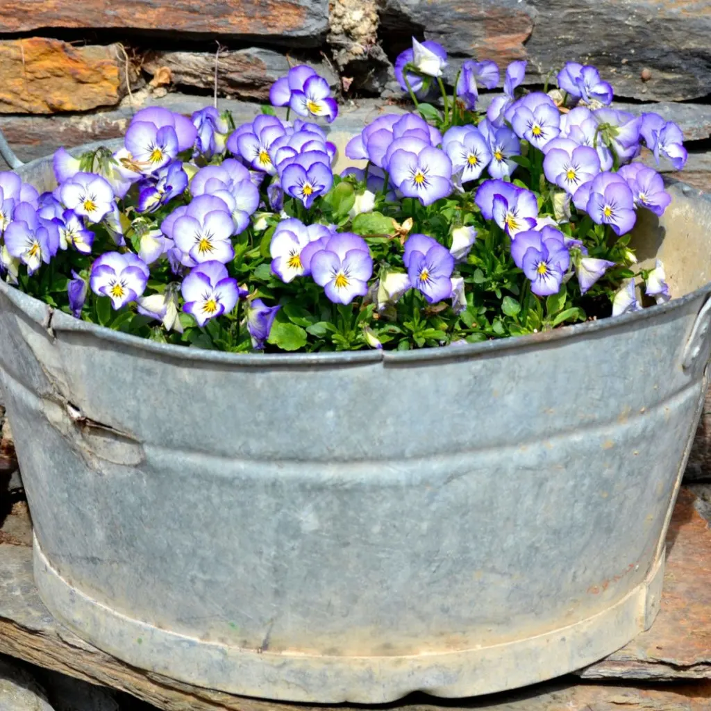 deadheading annuals