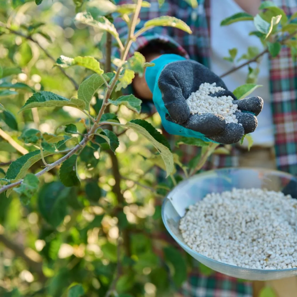 when and how to fertilize fruit trees
