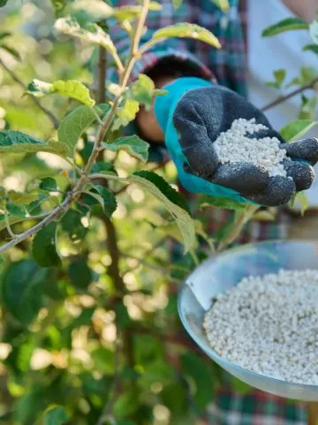 when and how to fertilize fruit trees