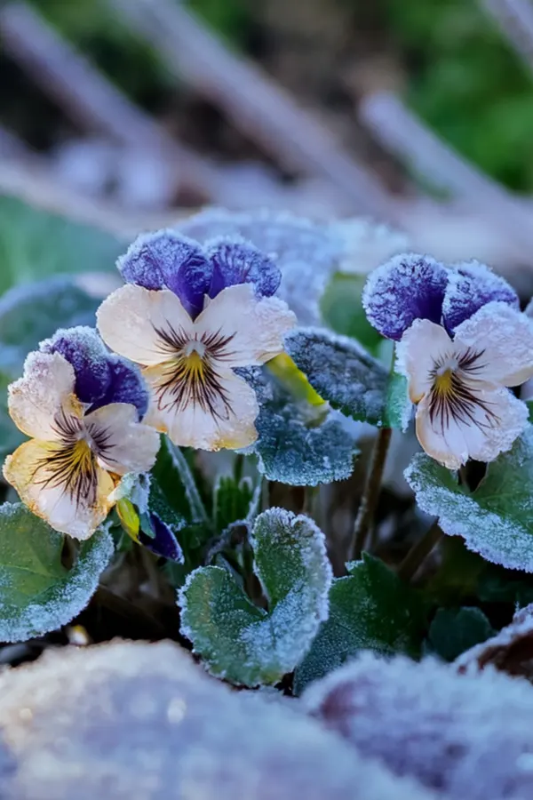 keep pansies blooming