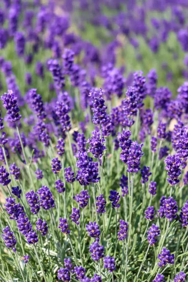when to prune lavender