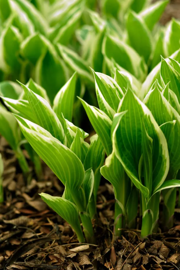 split hostas - overgrown