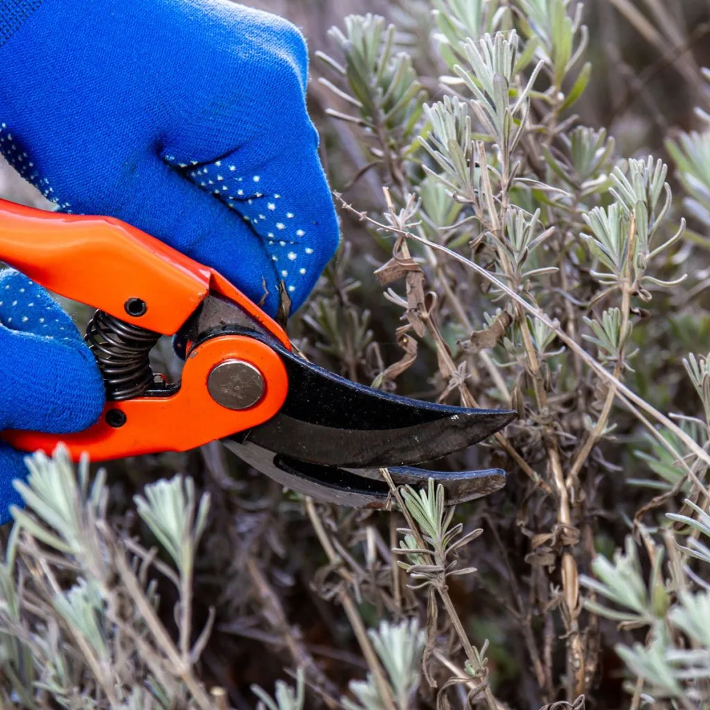 prune lavender in spring