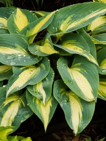 split hostas in the spring