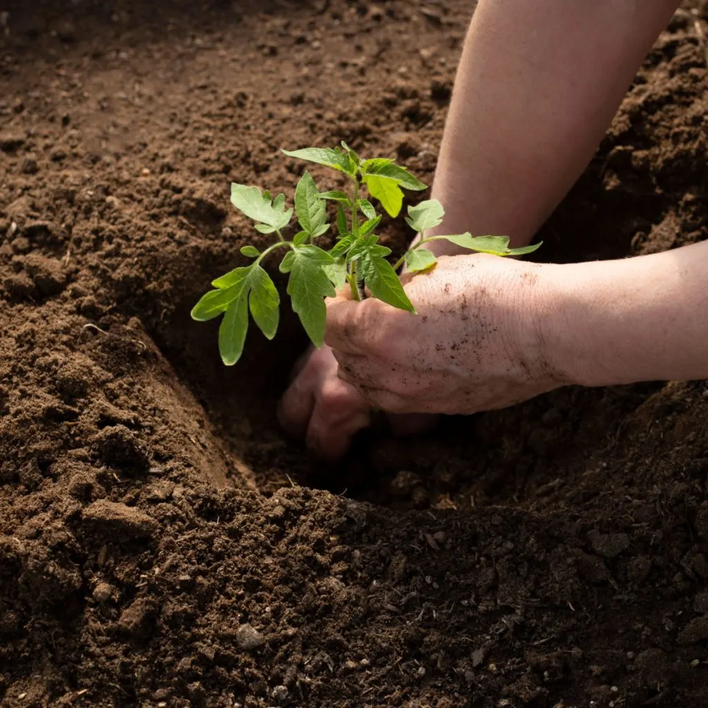 tomato planting mistakes to avoid