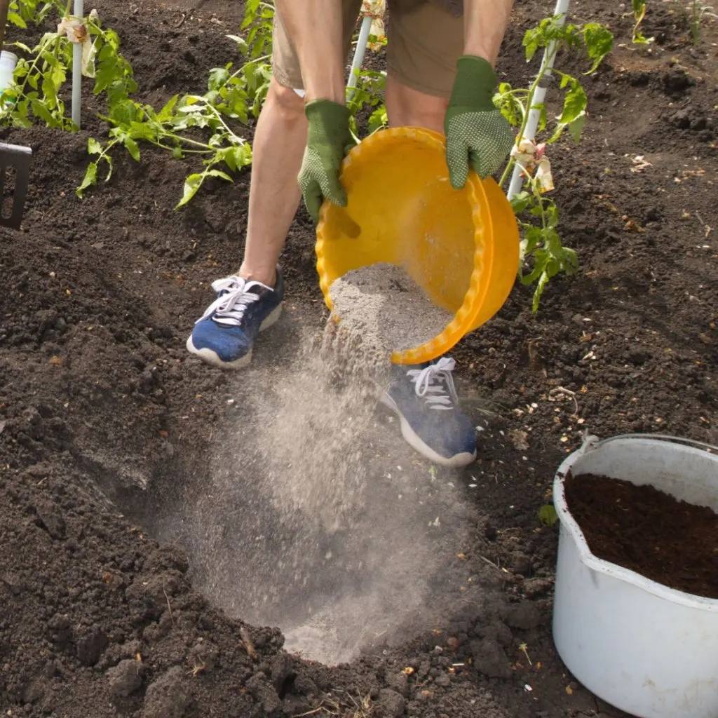 planting wood ashes with tomatoes