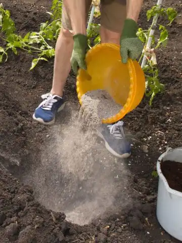 planting wood ashes with tomatoes