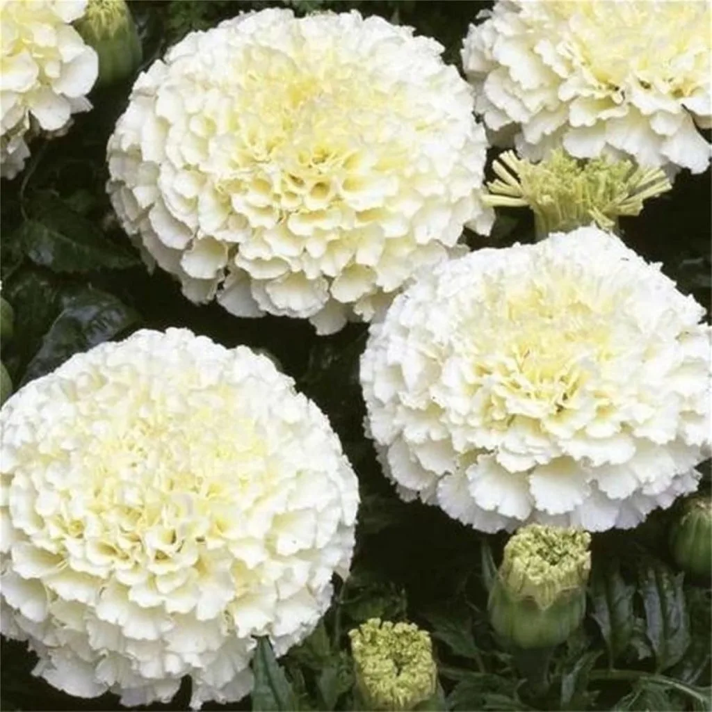 plants to grow to repel pests