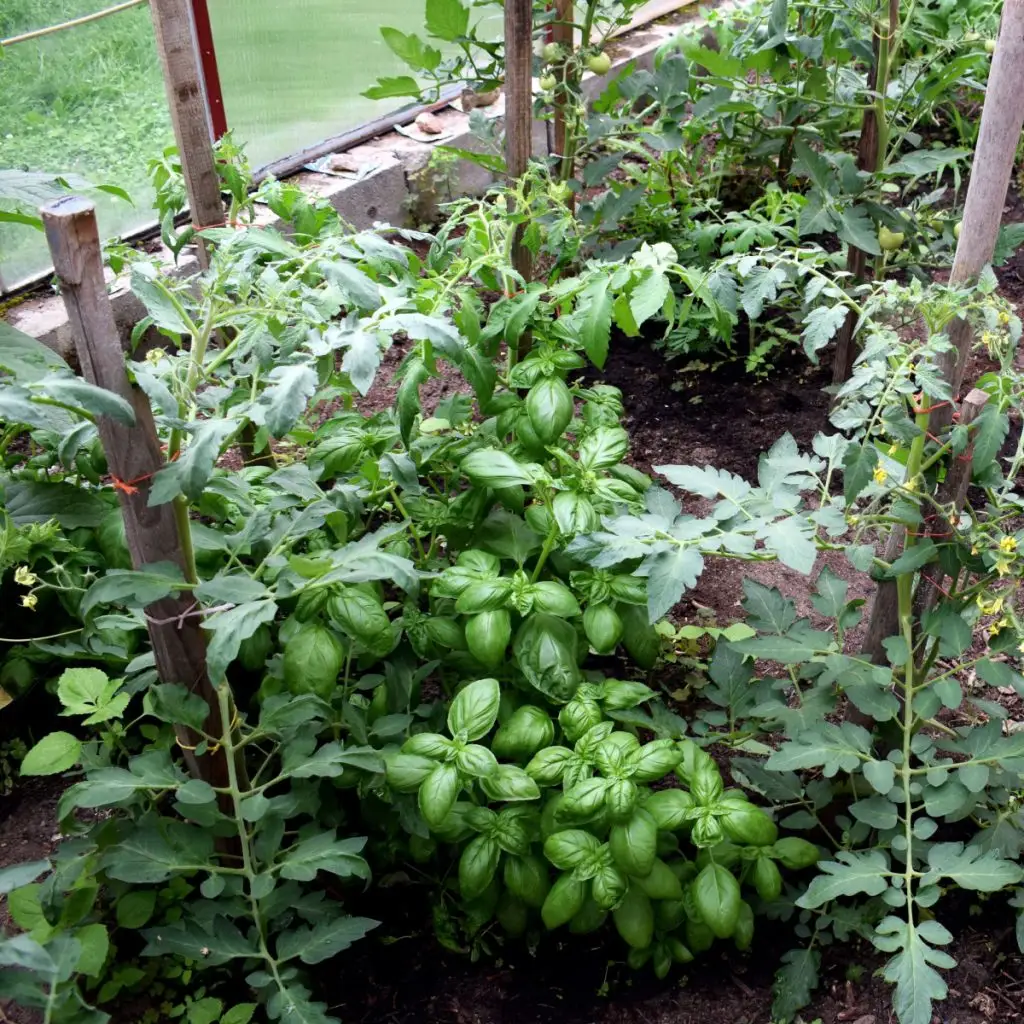 basil