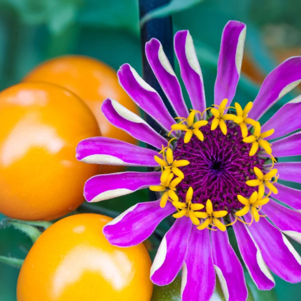 best companion plants for tomatoes