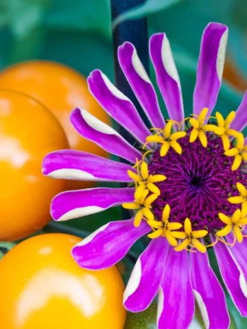 best companion plants for tomatoes