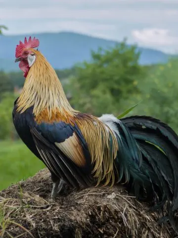 best way to use chicken manure