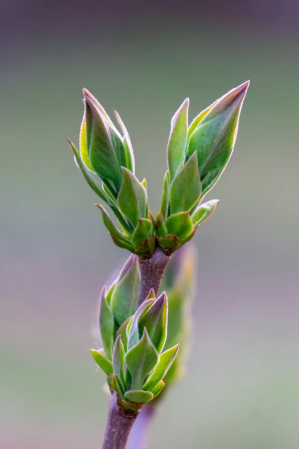 fertilize clematis early - buds