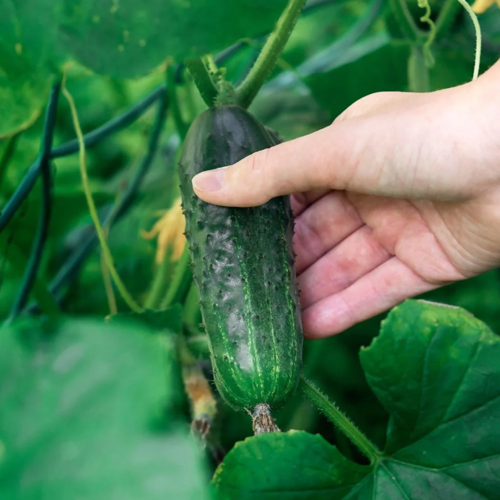 cucumber harvesting