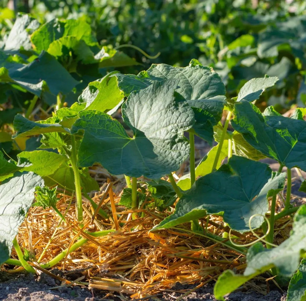 cucumber plants off to a fast start