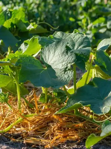 cucumbers growing fast