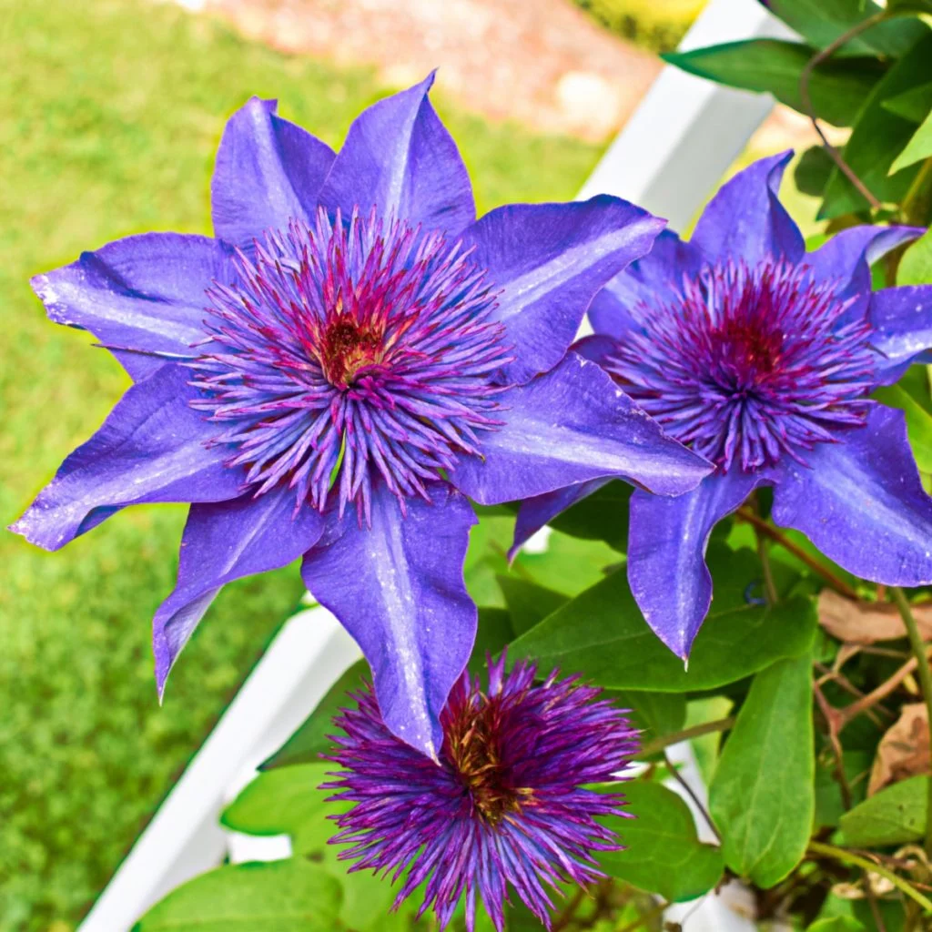 fertilize clematis in spring