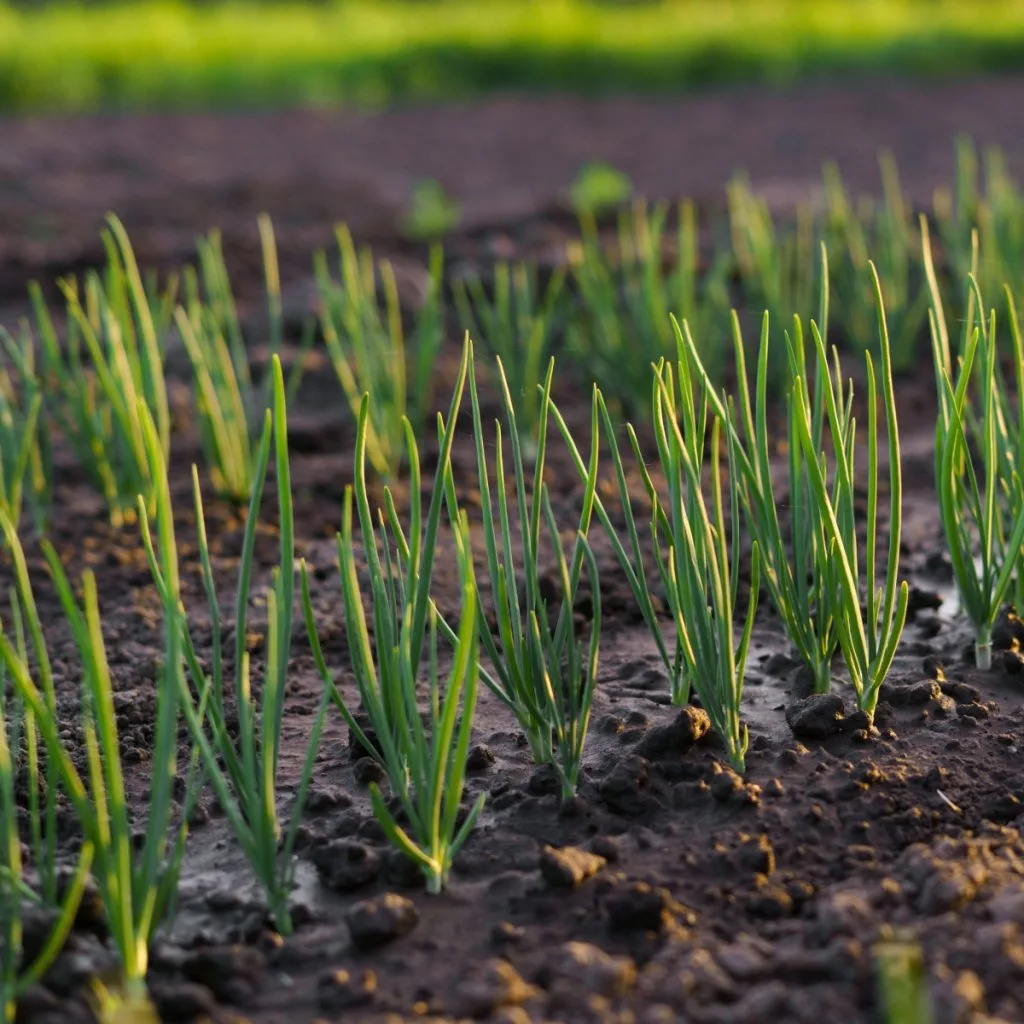 plant spring onions