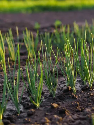 plant spring onions