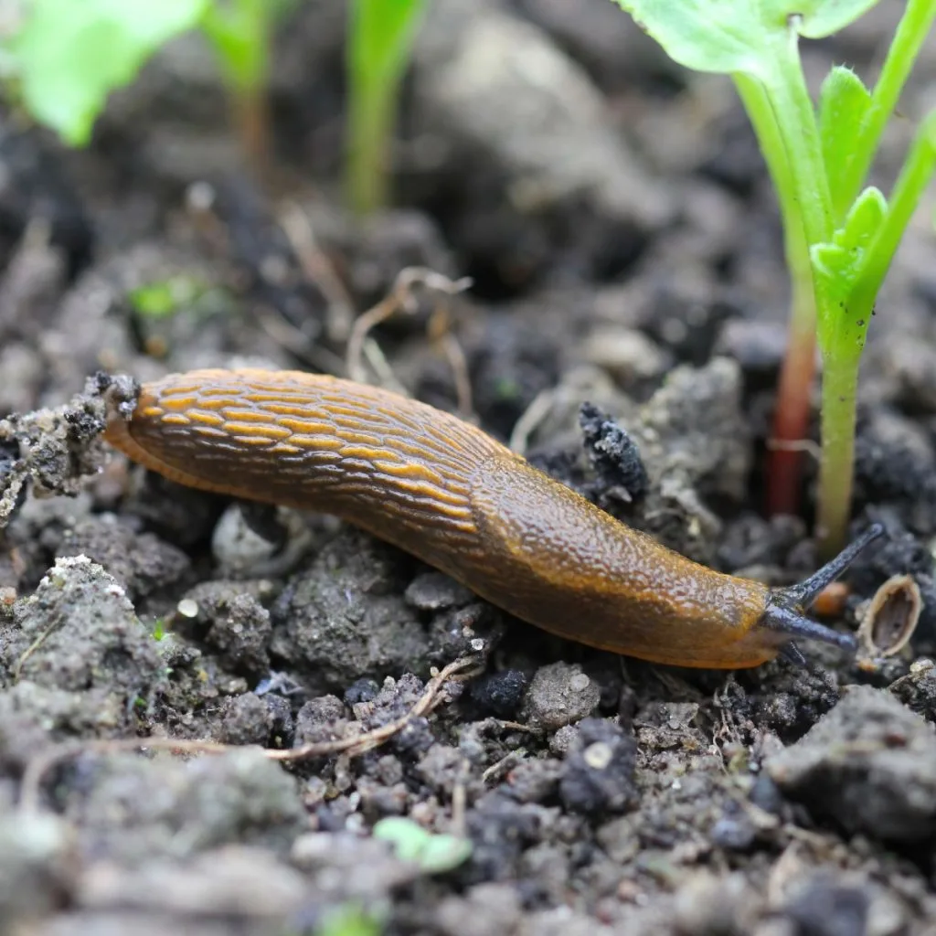 how to stop slugs fast