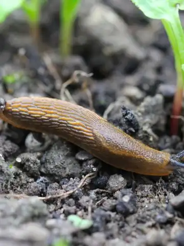 how to stop slugs fast