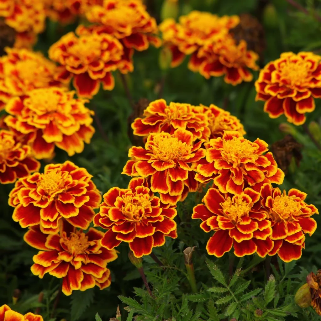 marigolds to grow to repel pests