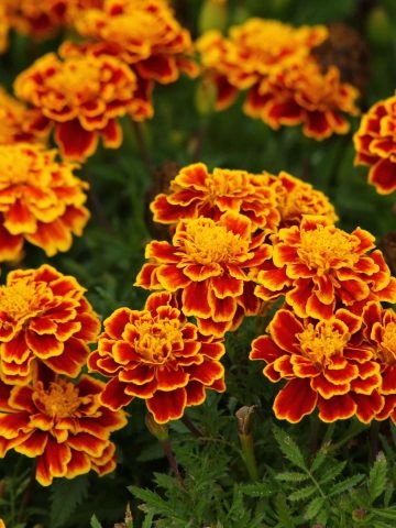 marigolds to grow to repel pests