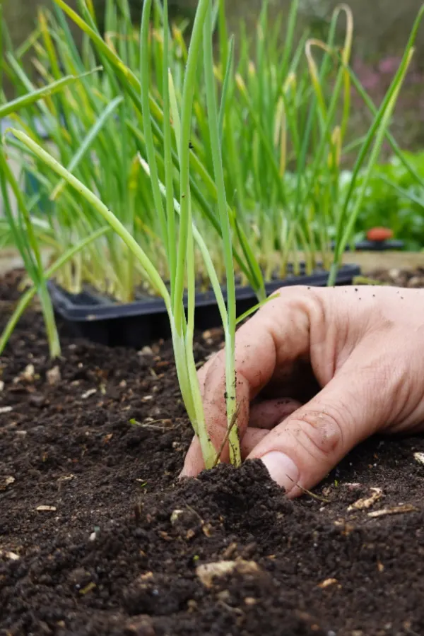 best way to plant onions in the spring