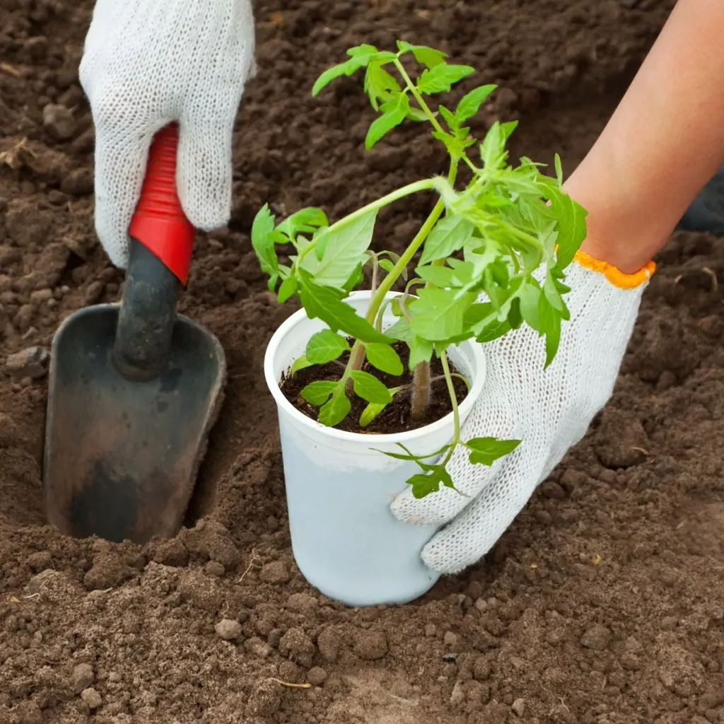 tomato planting hole ingredients