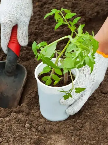 tomato planting hole ingredients