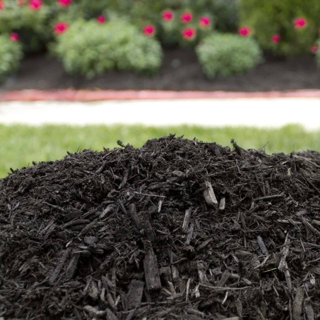 common mulching mistakes