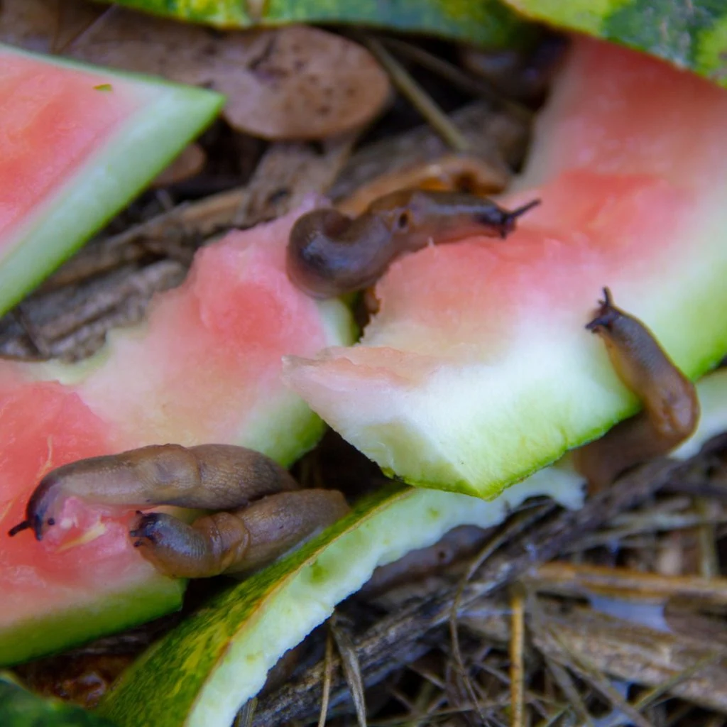 how to stop slugs with melon rinds