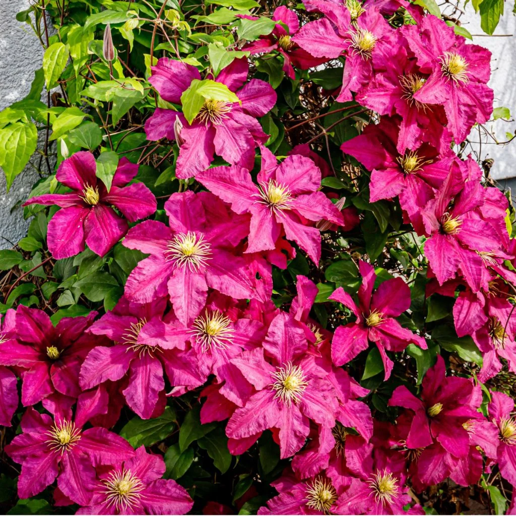 clematis in the summer and fall