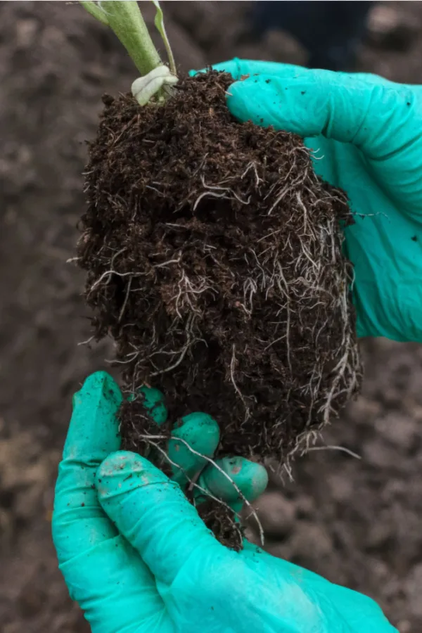 what to put in a tomato planting hole
