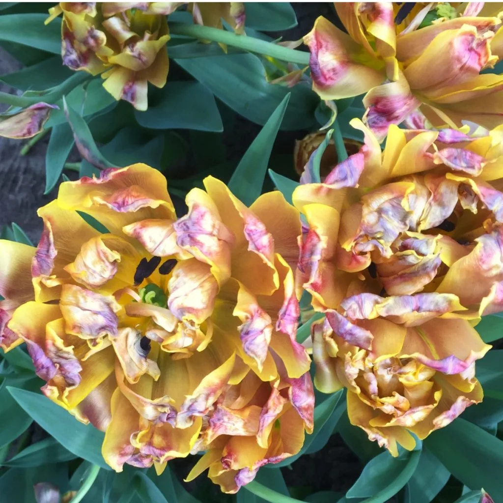 tulips after they bloom
