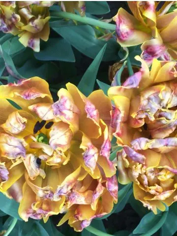 tulips after they bloom