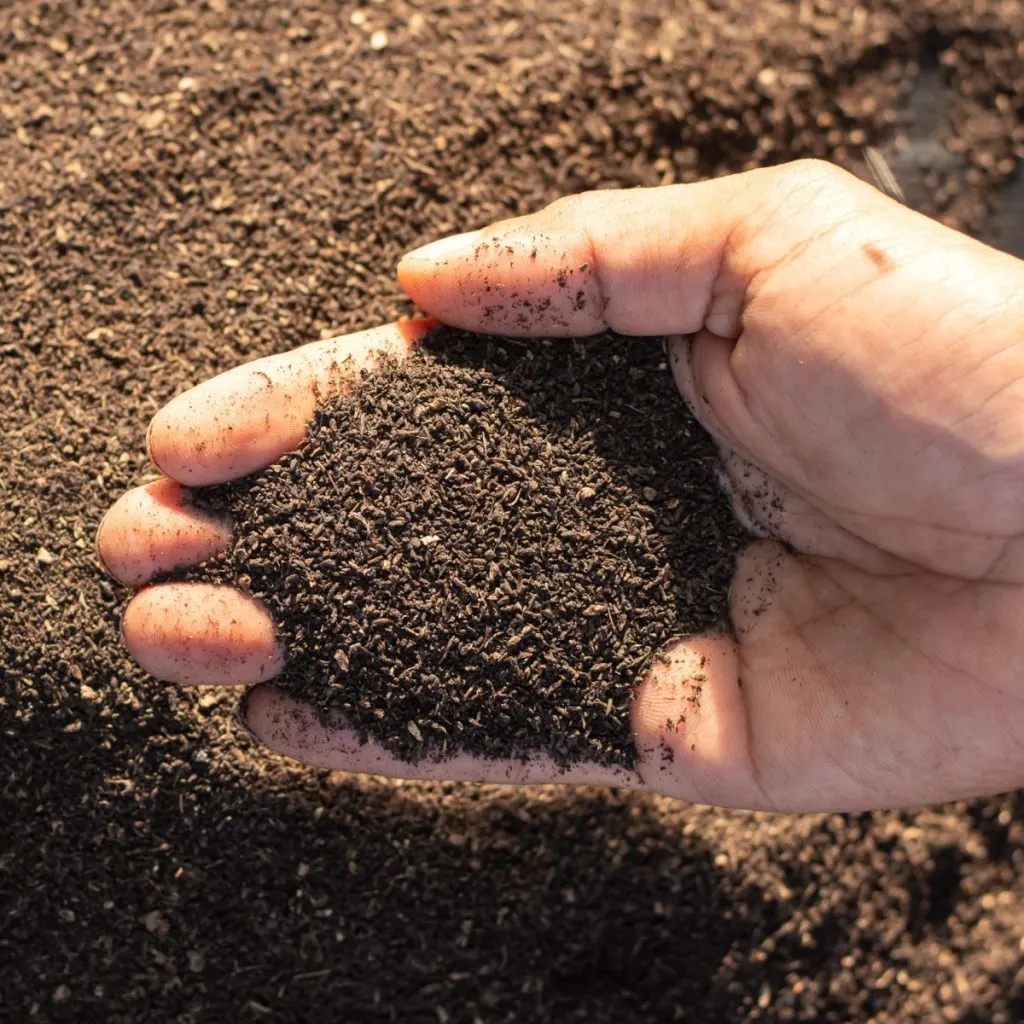 worm castings