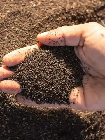 worm castings